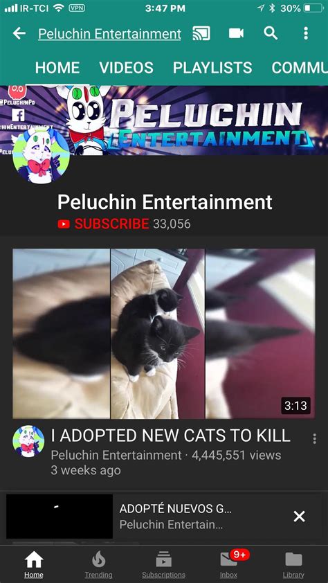 peluchin entertainment kills cat video|YouTuber Reportedly Filmed Himself Abusing His Cat,。